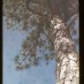 034  greg  pine tree coon skin cap034