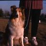 089 therese _amp_ dogs 1990089