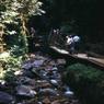 47_camping_trip_1959_New_Hamphsire_Flume047