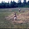 014  molnar farm  july 1953 family014