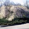 040 April  1977   447 line road040