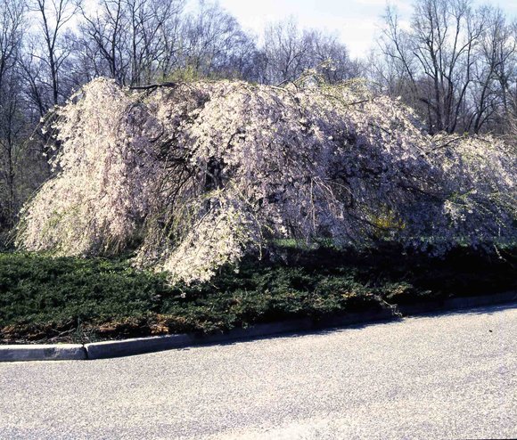 041 April  1977   447 line road041
