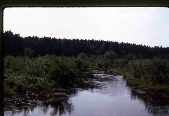 036  August 1981036
