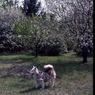 246  447 line road 1976246