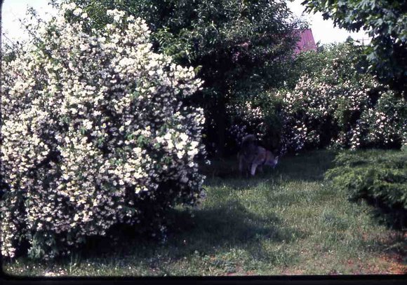 276 May  1976   447 Line Road276