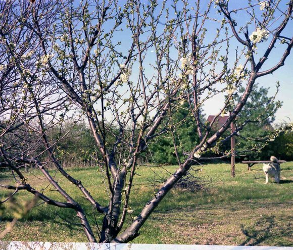 277  447 Line Road277_001