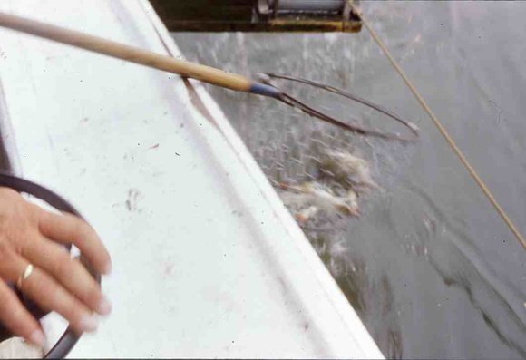 016   1995 claiborne md crabbin boat016