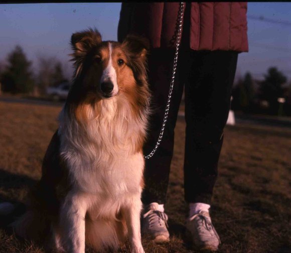 089 therese _amp_ dogs 1990089
