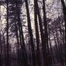 farm_may_1963023
