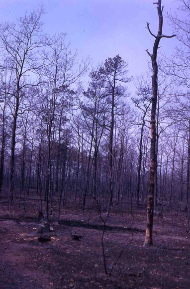 farm_may_1963_6017