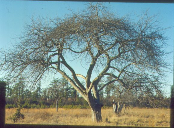 apple_tree_jan_73