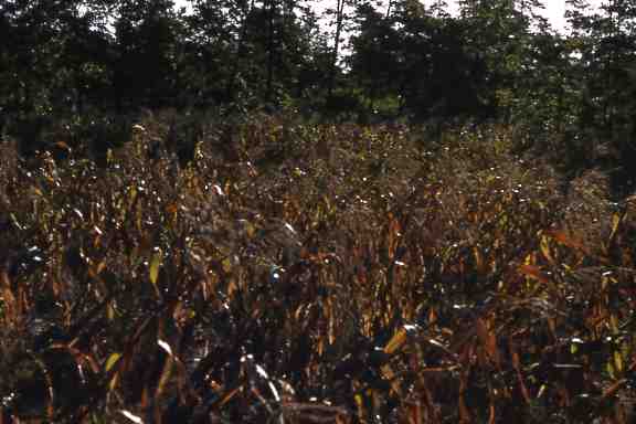 corn_after_hurricane_1954