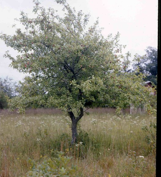 farm_march_1976_3014