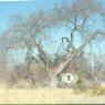 farm_thru_apple_tree_jan_78
