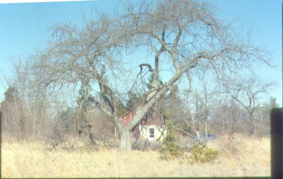 farm_thru_apple_tree_jan_78