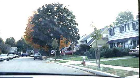 Alpine_Lane_5038