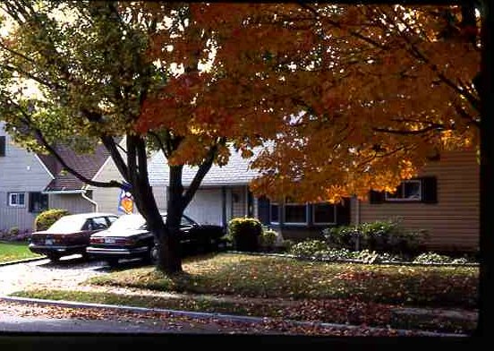 Tree_in_front_of_Priceman_House_Lane_5033
