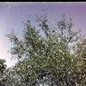 026  molnar farm 026