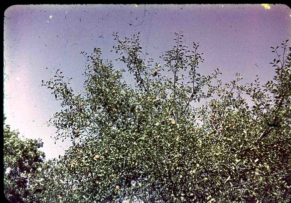 026  molnar farm 026