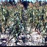 029  molnar farm mary  strockbine  1954029