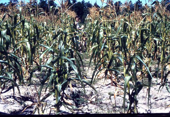 029  molnar farm mary  strockbine  1954029