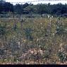 032  molnar farm Family 1954032