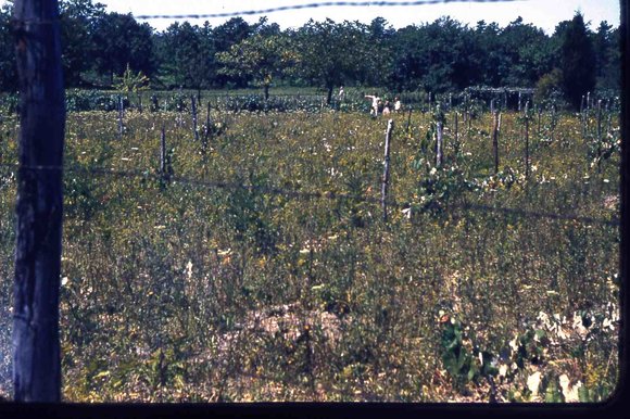 032  molnar farm Family 1954032