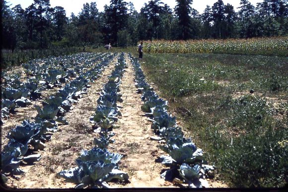 036  molnar farmGrandpop   1954036