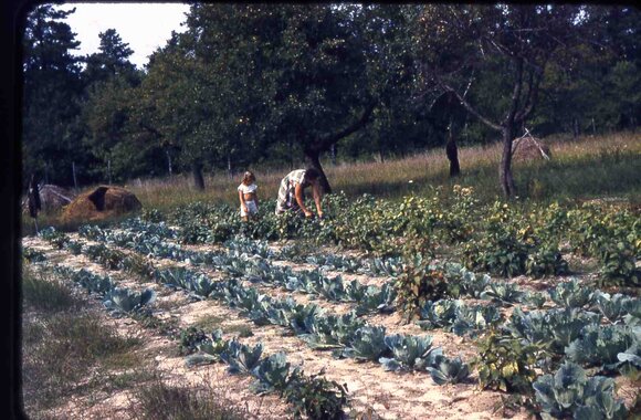 043 molnar farm  family 1954043