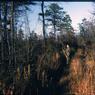 098 molnar farm  1963 098