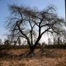140 molnar farm old apple tree 1974 140