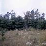 142 molnar farm  1976 142