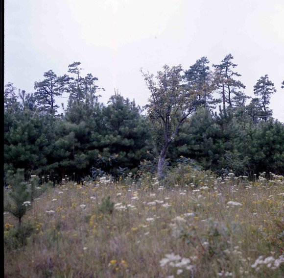 142 molnar farm  1976 142