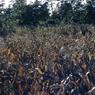 161 molnar farm corn after hurricane 1954161