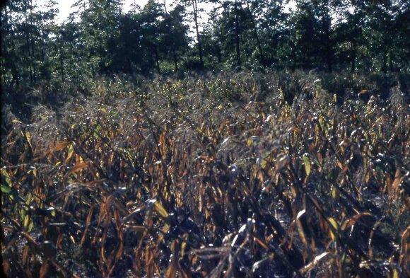 161 molnar farm corn after hurricane 1954161
