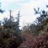 170 old pine ave 1973170
