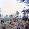 171 old pine ave 1973171